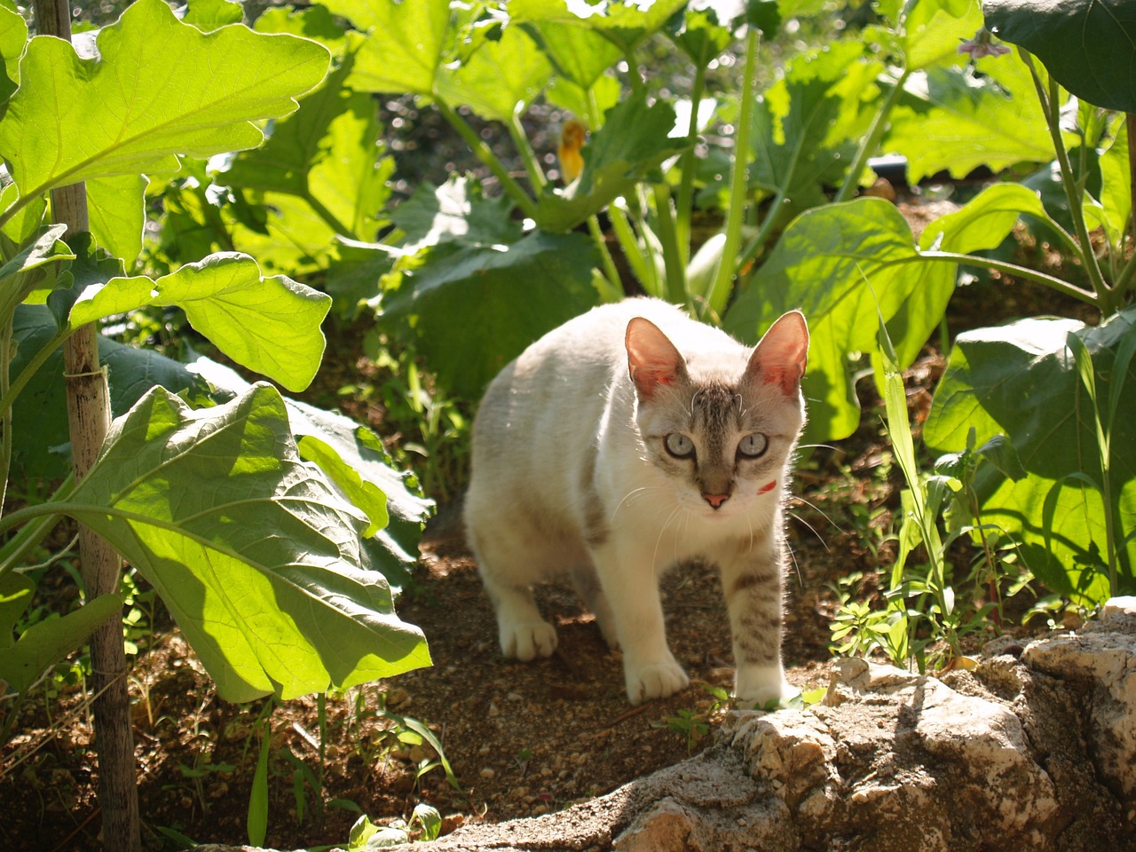 怪物猎人p3，吹奏猫的神秘魅力