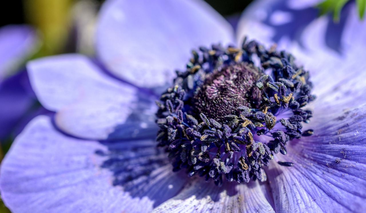 光遇花憩节紫色斗篷搭配指南