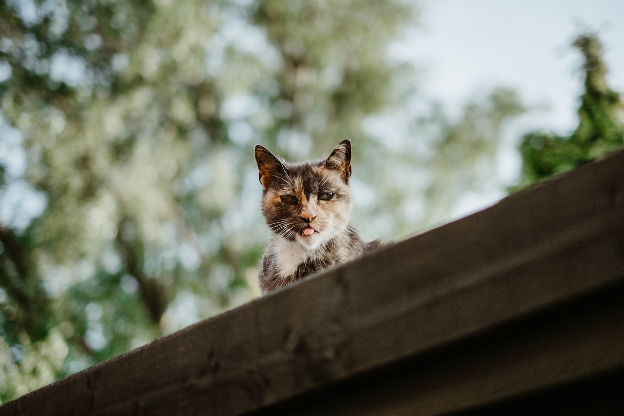 芽衣与原神，刺猬猫的奇幻之旅